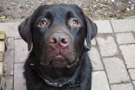 Vermisstmeldung Hund  Männliche , 2 jahre Obernai Frankreich