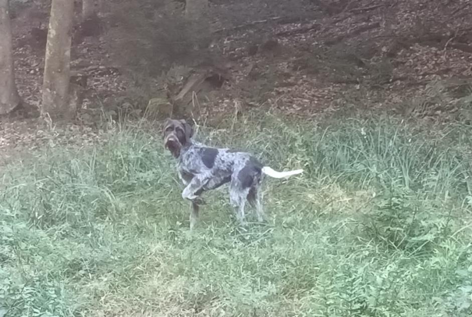 Vermisstmeldung Hund rassenmischung Männliche , 5 jahre Obersteinbach Frankreich