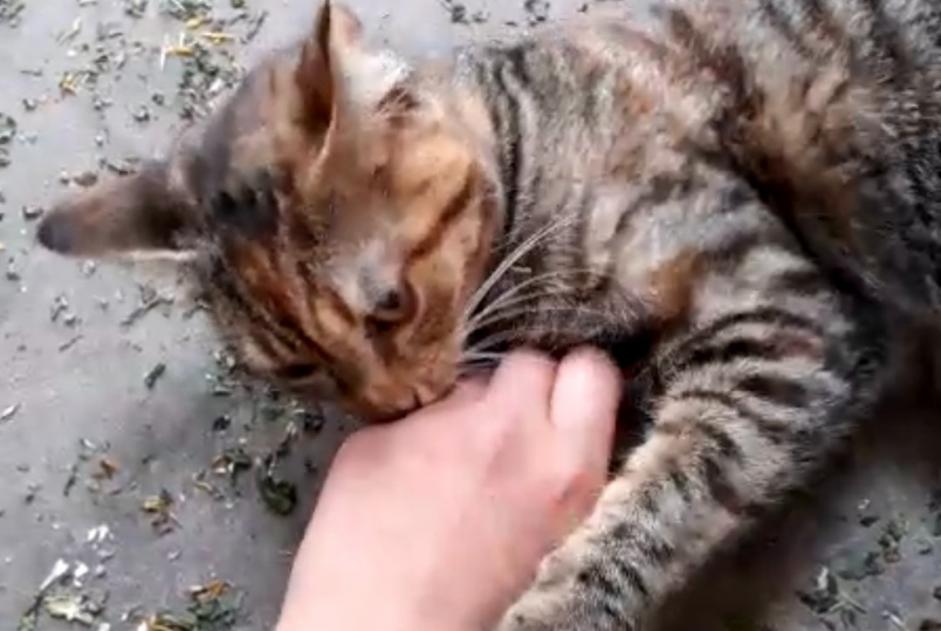 Vermisstmeldung Katze rassenmischung Weiblich , 5 jahre Brumath Frankreich