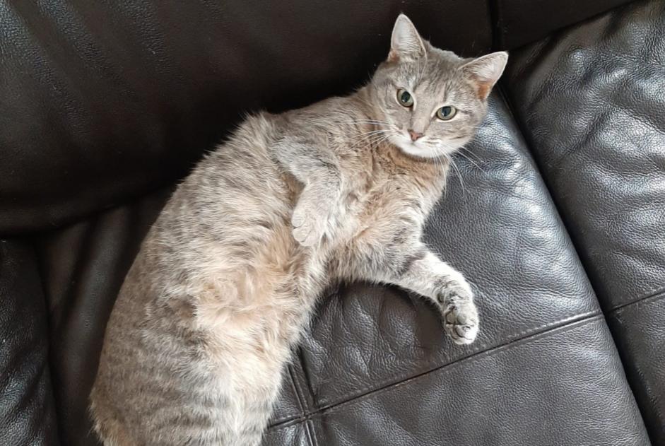 Vermisstmeldung Katze Weiblich , 2 jahre Ichtratzheim Frankreich