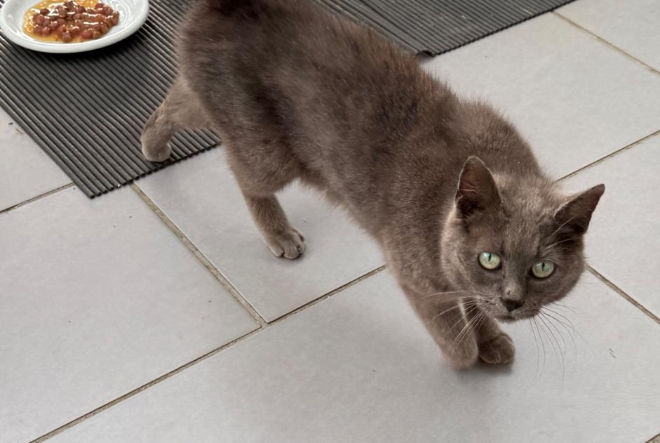 Discovery alert Cat Unknown Fessenheim-le-Bas France Discovery alert Cat Unknown Fessenheim-le-Bas France