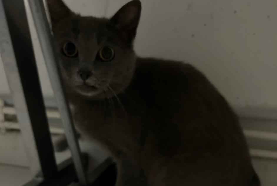 Discovery alert Cat Female Rillieux-la-Pape France