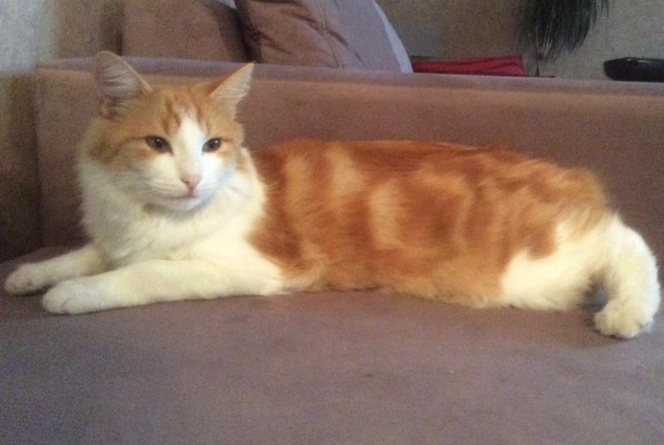 Disappearance alert Cat  Male , 9 years Barr France