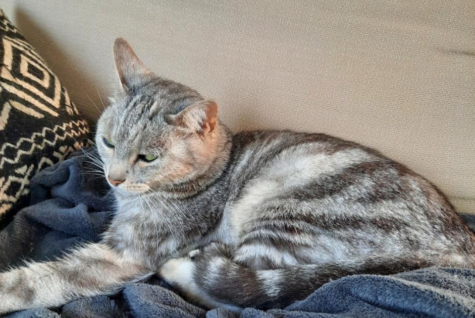 Disappearance alert Cat Female , 12 years Marlenheim France
