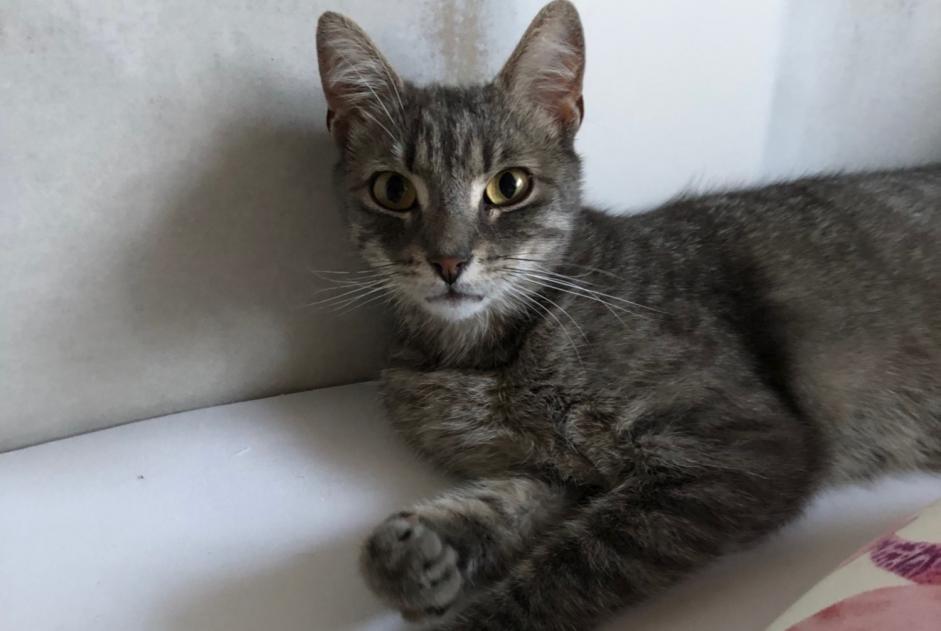 Disappearance alert Cat Male , 2 years Bischwiller France
