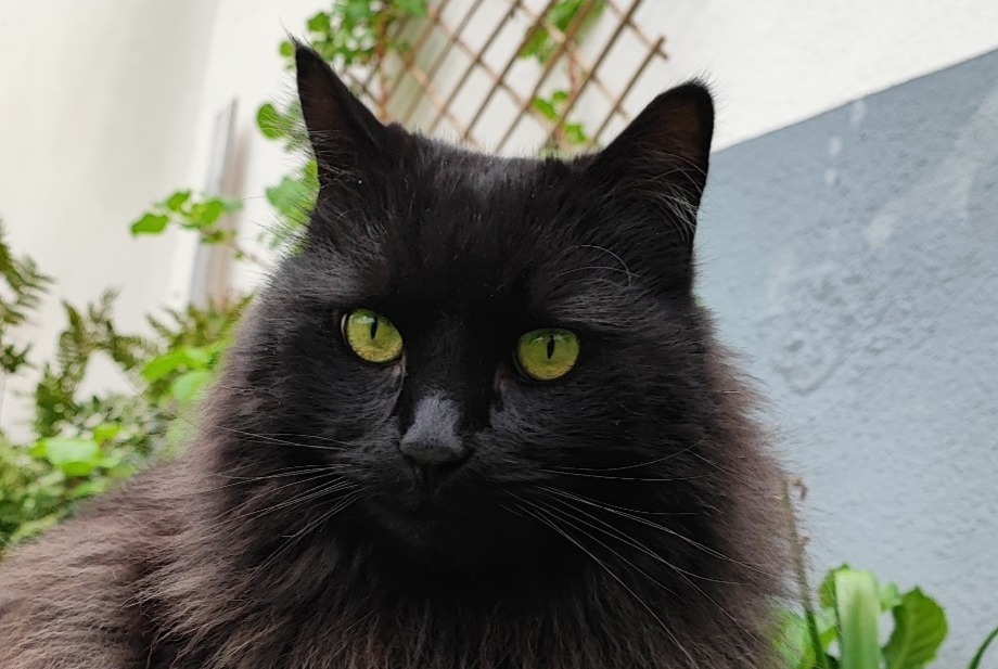 Disappearance alert Cat miscegenation Male , 12 years Schiltigheim France Disappearance alert Cat miscegenation Male , 12 years Schiltigheim France