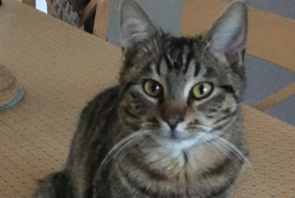 Disappearance alert Cat Male , 1 years Épinay-sur-Odon France
