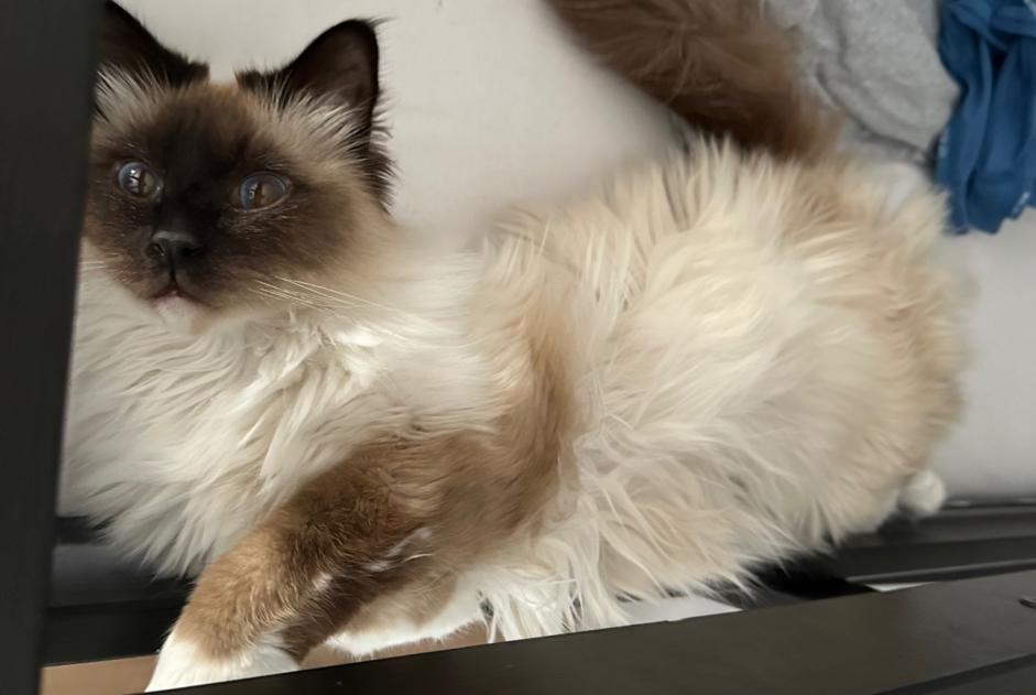 Disappearance alert Cat  Male , 2 years La Crau France