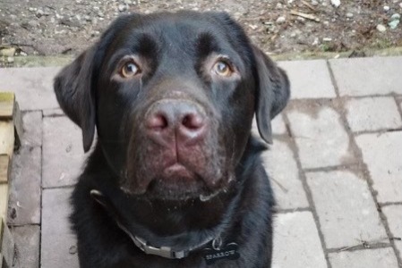 Disappearance alert Dog  Male , 2 years Obernai France
