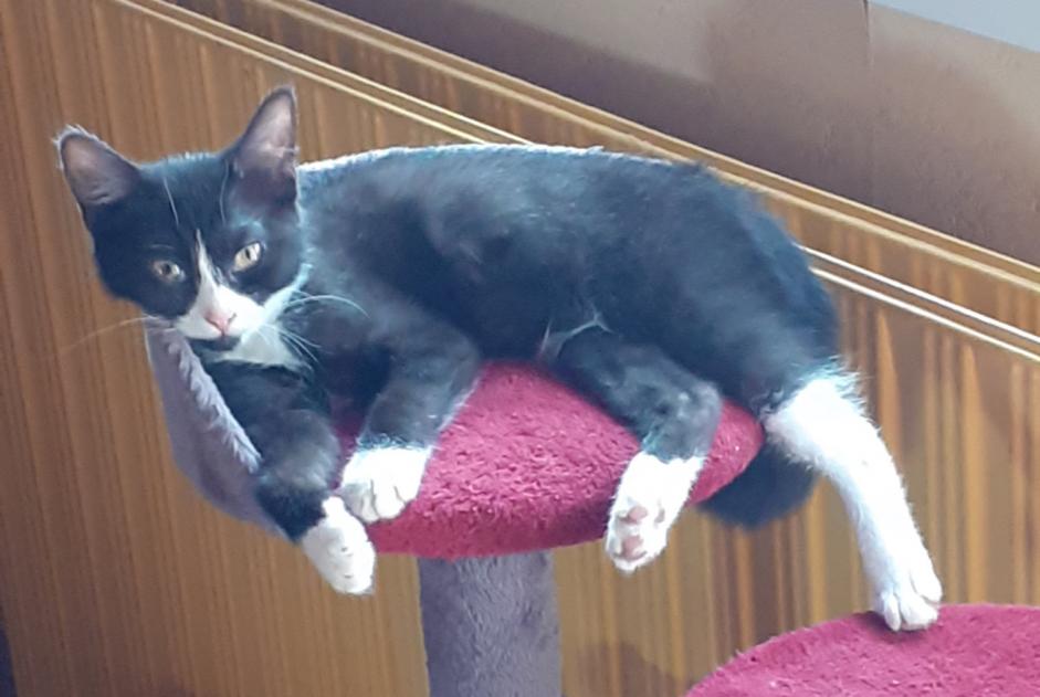Alerte Disparition Chat Femelle , 0 ans Benfeld France