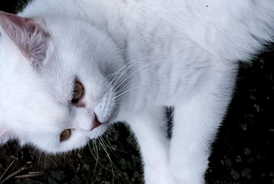 Alerte Disparition Chat  Femelle , 7 ans Souffelweyersheim France