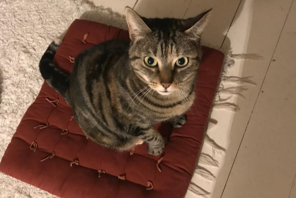 Alerte Disparition Chat croisement Femelle , 6 ans Strasbourg France