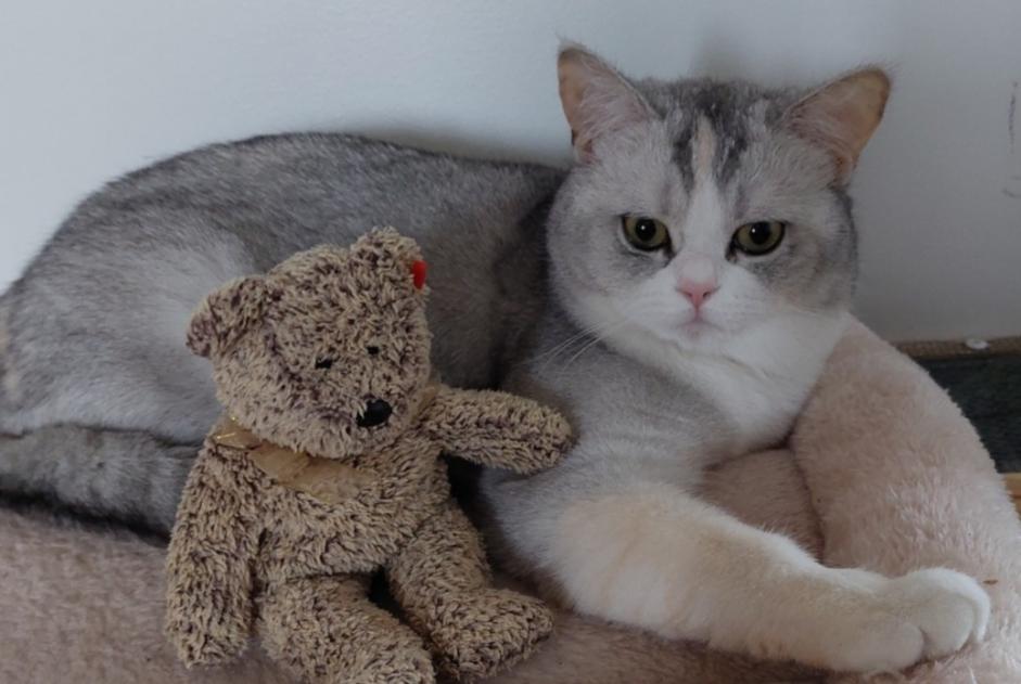 Alerte Disparition Chat croisement Femelle , 3 ans Eckbolsheim France Alerte Disparition Chat croisement Femelle , 3 ans Eckbolsheim France