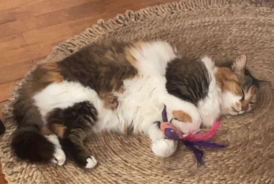 Alerte Disparition Chat Femelle , 8 ans Schiltigheim France Alerte Disparition Chat Femelle , 8 ans Schiltigheim France