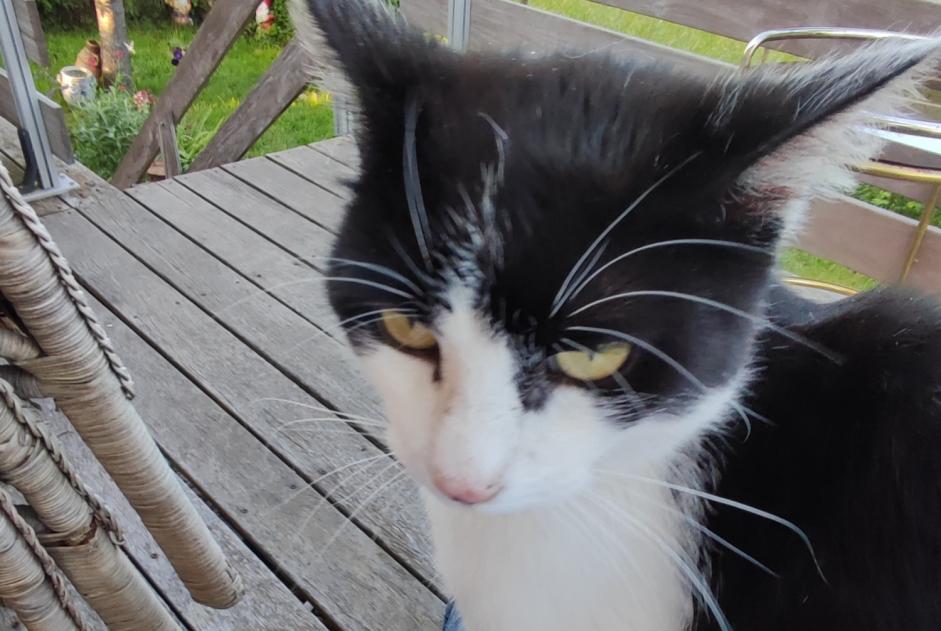 Alerte Découverte Chat croisement Mâle Urmatt France Alerte Découverte Chat croisement Mâle Urmatt France