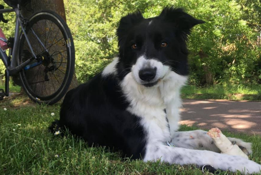 Alerte Disparition Chien Mâle , 8 ans Andlau France Alerte Disparition Chien Mâle , 8 ans Andlau France