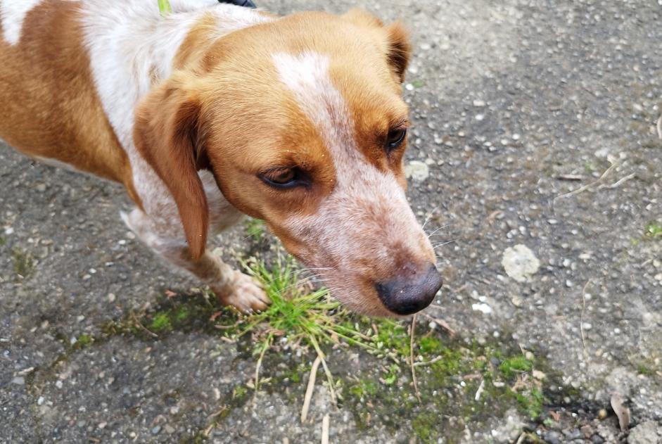 Alerte Découverte Chien Femelle Soufflenheim France Alerte Découverte Chien Femelle Soufflenheim France