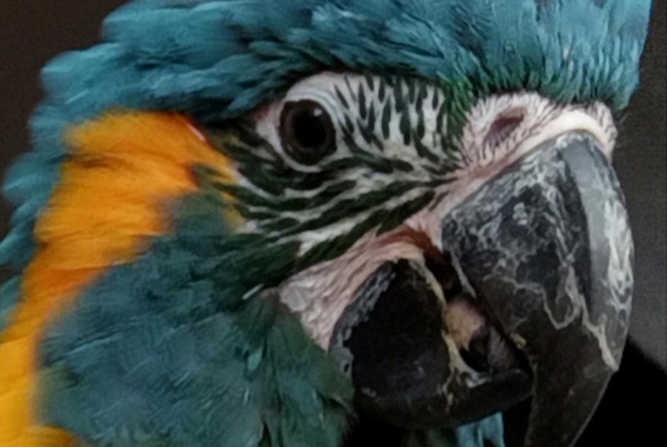 Alerte Disparition Oiseau Femelle , 2023 ans Saint-Blaise-la-Roche France