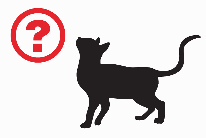 Alerte Découverte Chat Femelle Rountzenheim-Auenheim France Alerte Découverte Chat Femelle Rountzenheim-Auenheim France