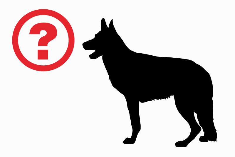 Alerte Découverte Chien Inconnu Le Hohwald France Alerte Découverte Chien Inconnu Le Hohwald France