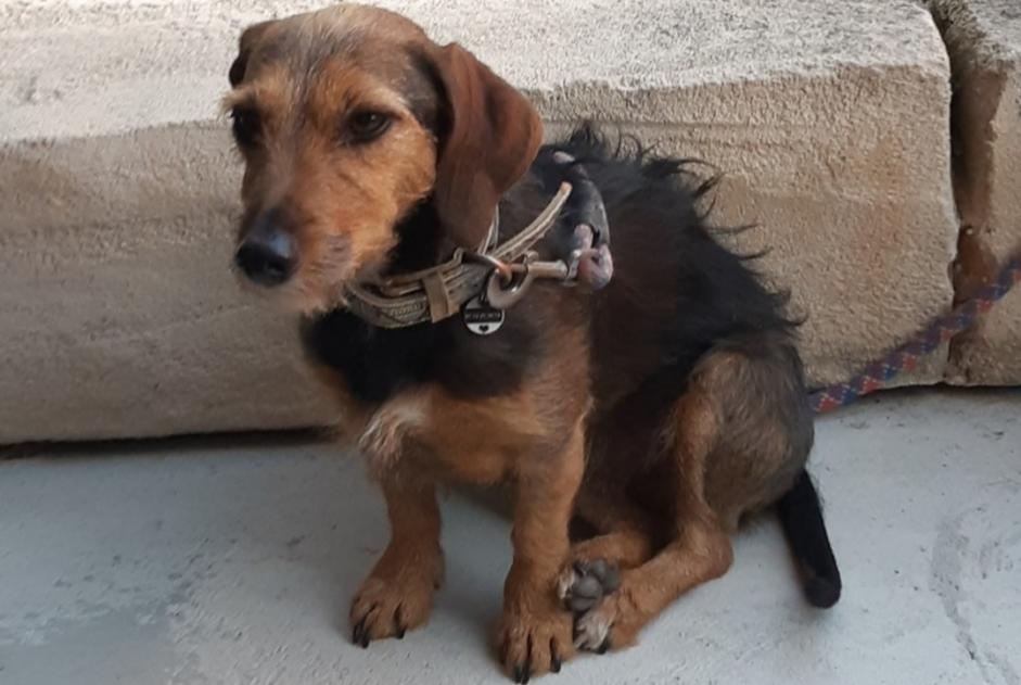 Avviso scomparsa Cane incrocio di razze Femmina , 5 anni Stotzheim Francia