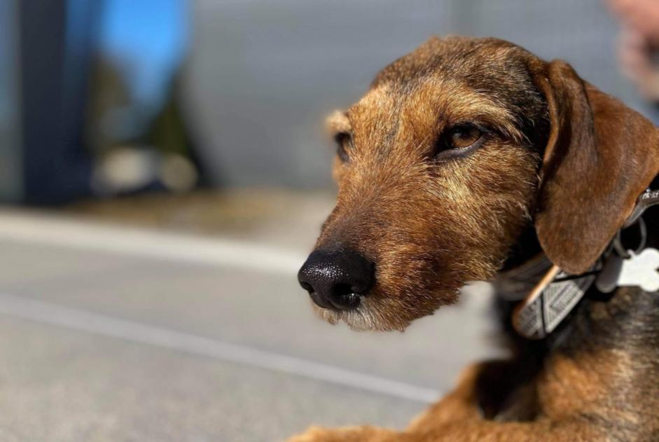 Vermësstemeldung Hond kräizung Weiblech , 6 joer Stotzheim France