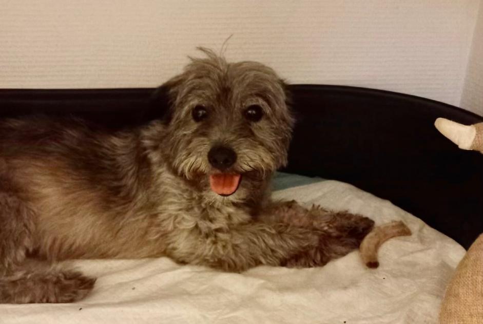Verdwijningsalarm Hond rassenvermenging Vrouwtje , 10 jaar Schiltigheim Frankrijk