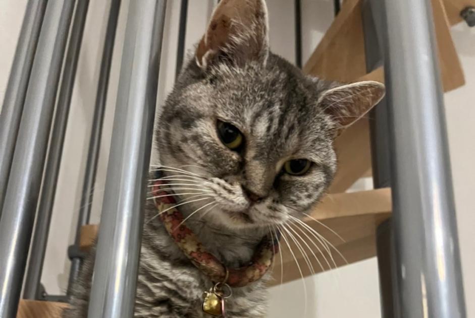 Alerta desaparecimento Gato Fêmea , 4 anos Illkirch-Graffenstaden France