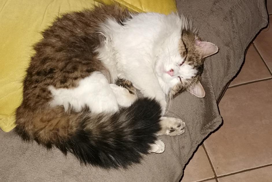 Alerta desaparecimento Gato cruzamento Macho , 3 anos Gerstheim France