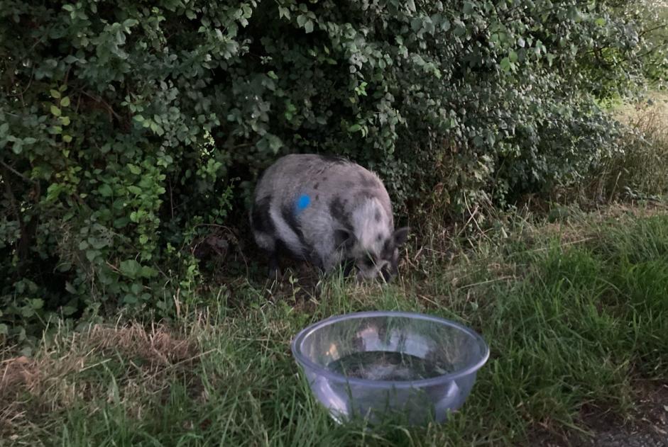 Alerta descoberta Outro Cochon  Desconhecido La Wantzenau France